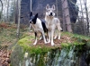 Diego und Wolf im Elbsandsteingebirge