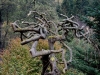 Märchenbaum