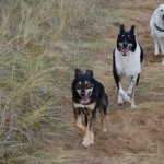 Nanuk, Diego und Velos fühlten sich offensichtlich super