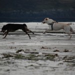 Hundestrand