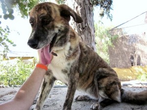 Hund sucht dringend ein Zuhause